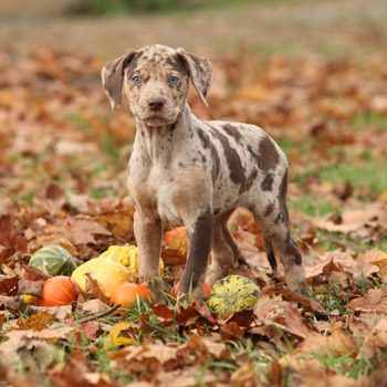 Brown dog in leaves