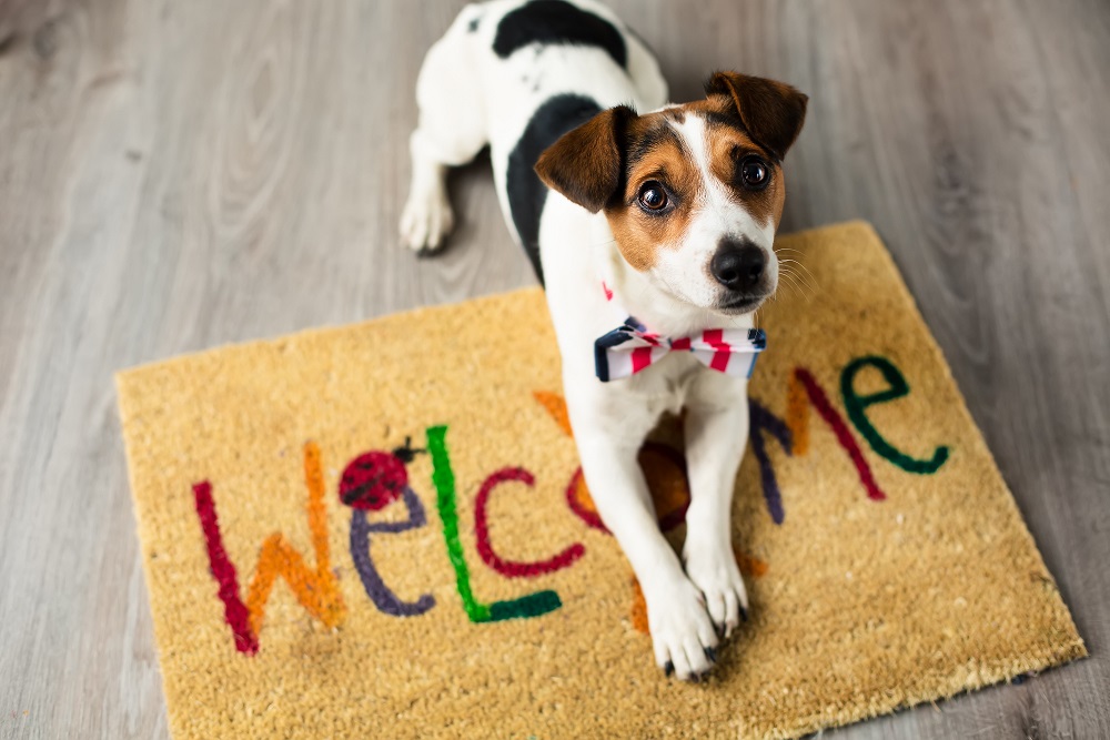 Welcome pet